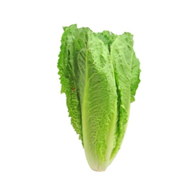 Lechuga romana o escarols fresca