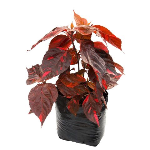 Planta Califa Acalypha