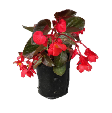 Planta Begonia Dragon Wings