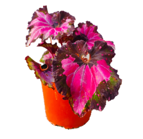 Planta Begonia Rex Unidad